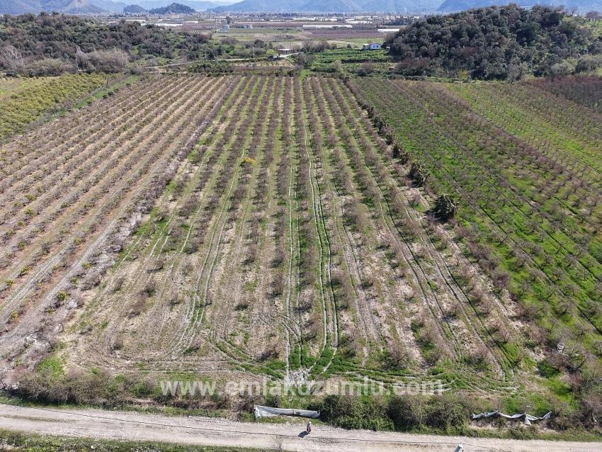 16.710m2 Pomegranate Garden For Sale With Lake View In Eskiköy