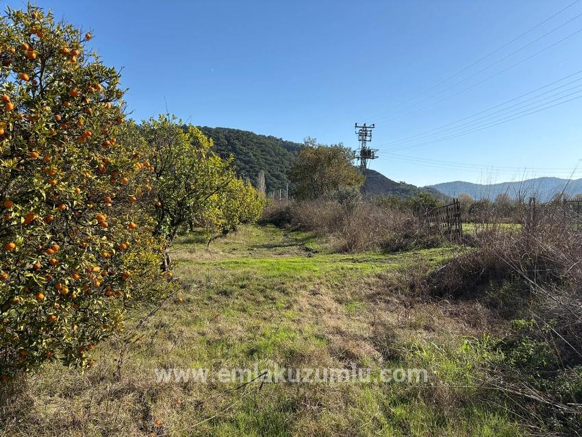 Field For sale in Tepearası Nbh. Ortaca - Vineyards & orchards Zoned - 23.000 m²