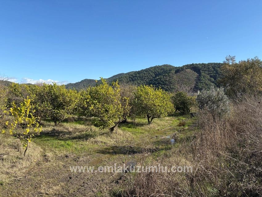 23,000 M² Detached Land For Sale In Tepearası.