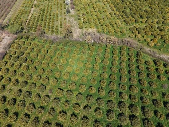 17.550m2 Vineyard-bahce For Sale Close To Dalyan Center