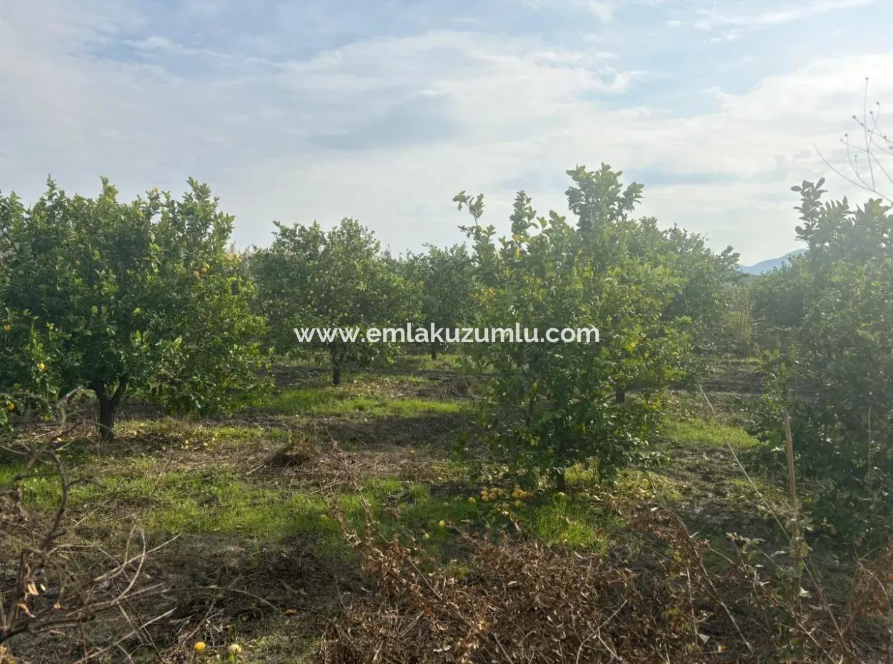 Single Title Deed 5617M2 Lemon Orchard For Sale In Tepearası
