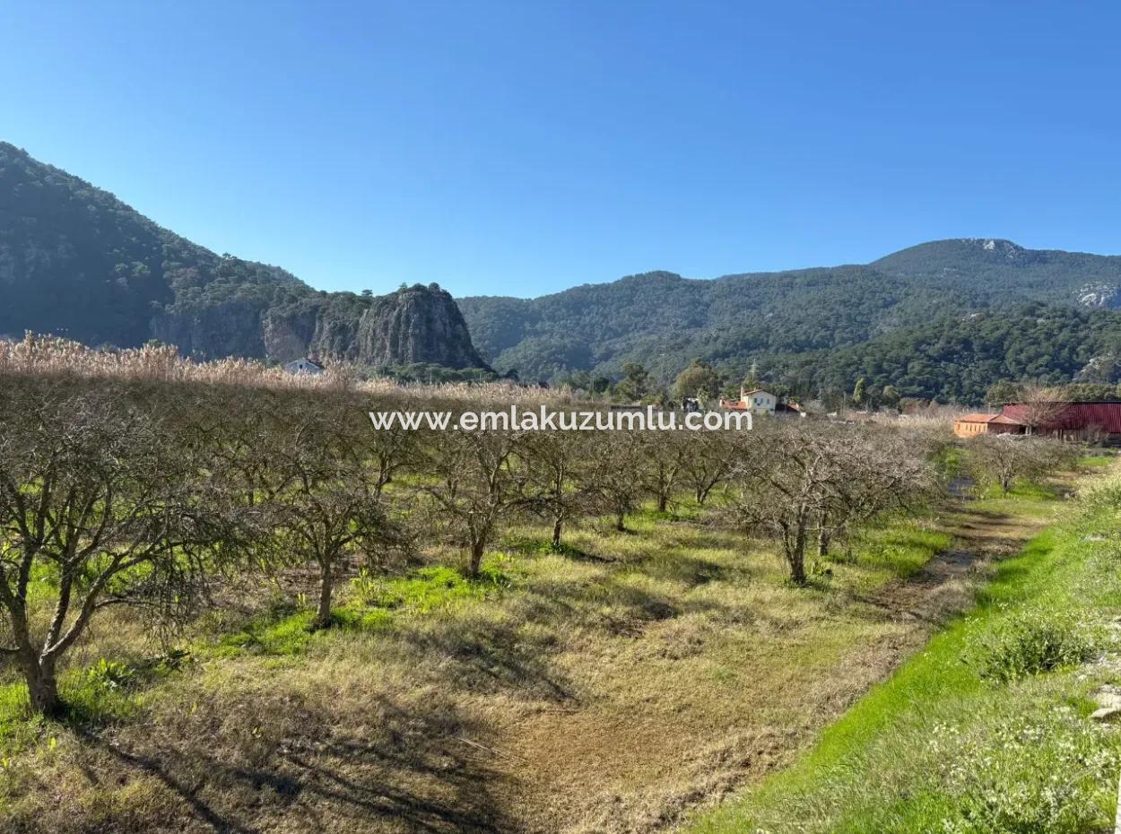 5985M2 5% Zoned Land For Sale In Dalyan As Vineyard Garden