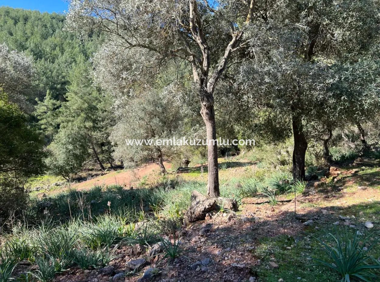 Land For Sale In Nature And Forest In Gökbel