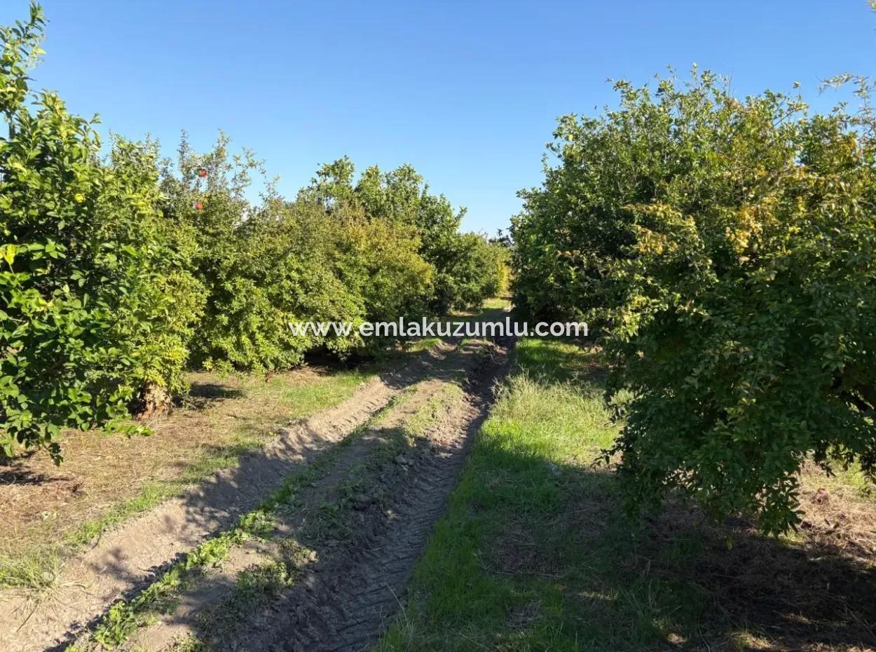 6150M2 Lemon And Pomegranate Garden For Sale In Eskiköy