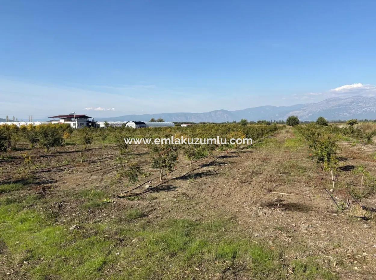 21500M2 Pomegranate Orchard For Sale In Eskiköy