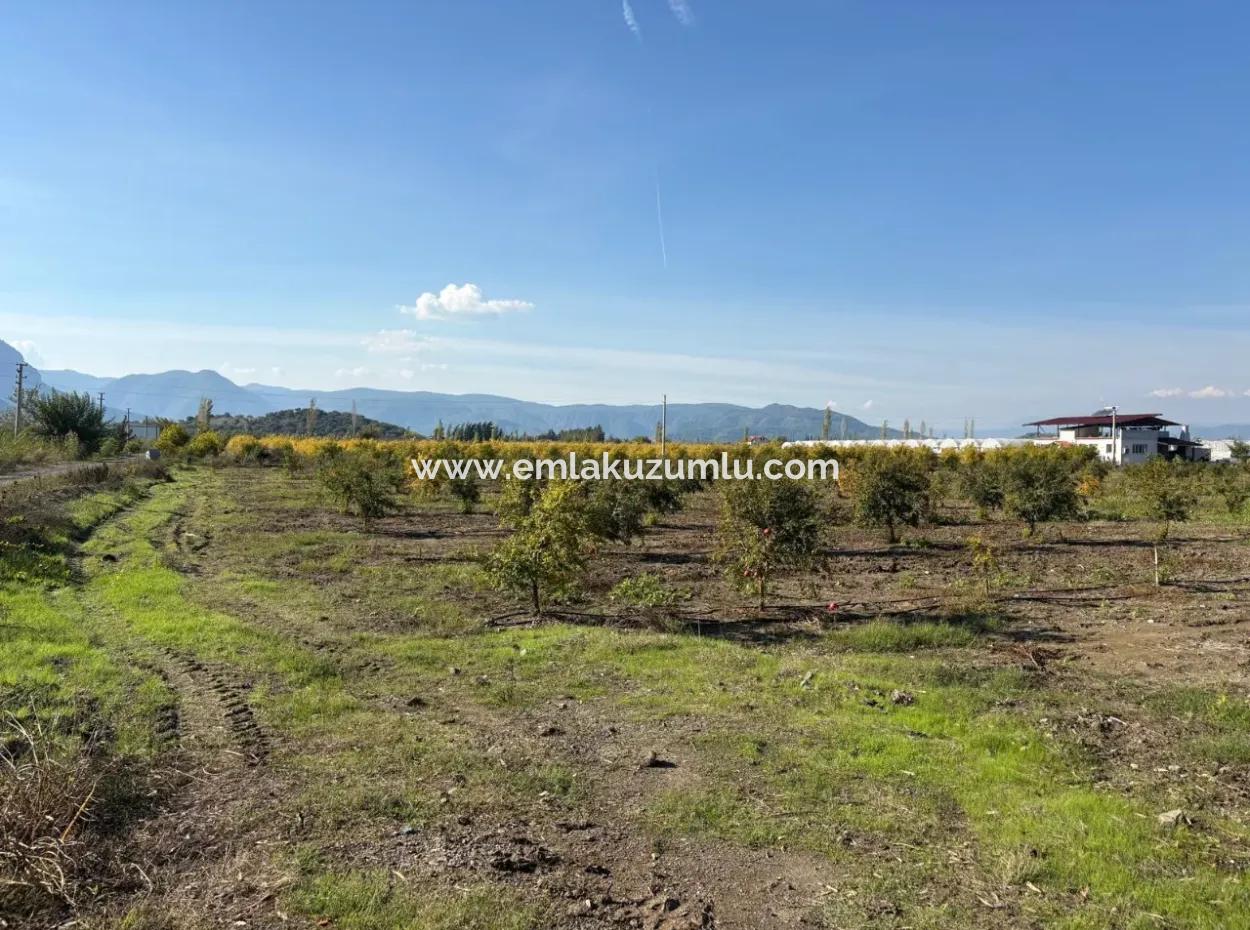 21500M2 Pomegranate Orchard For Sale In Eskiköy