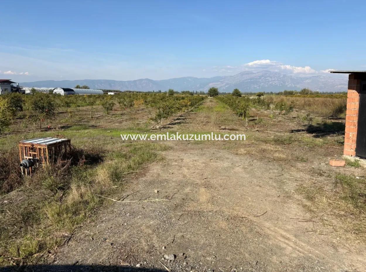 21500M2 Pomegranate Orchard For Sale In Eskiköy