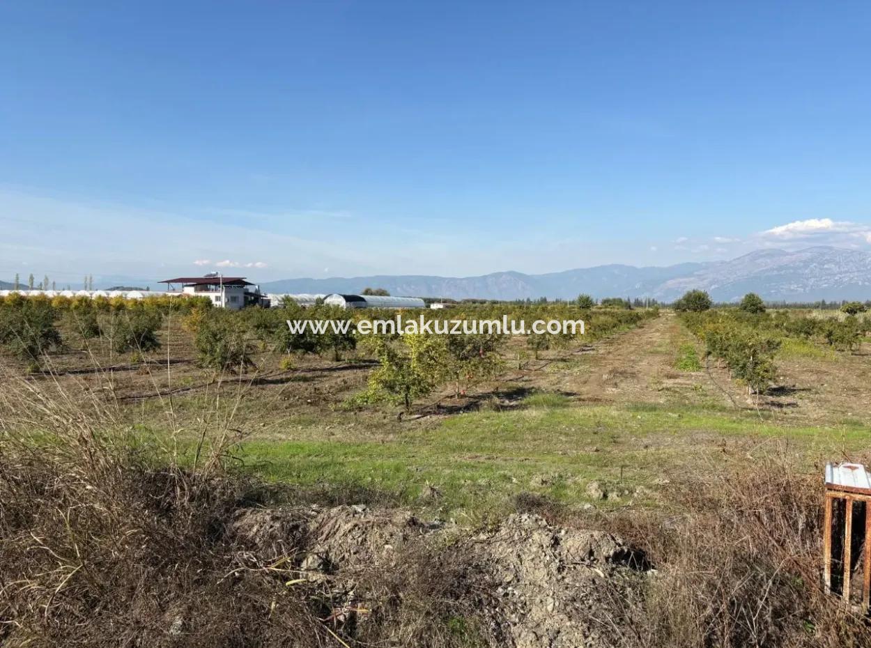 21500M2 Pomegranate Orchard For Sale In Eskiköy