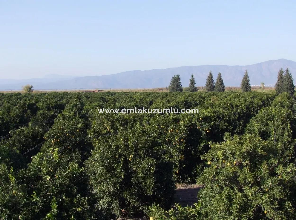 Garden For Sale In Oriya Tepearasi Between The Peak 65,000M2 Orange Garden For Sale