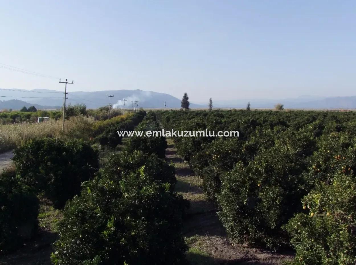 Garden For Sale In Oriya Tepearasi Between The Peak 65,000M2 Orange Garden For Sale