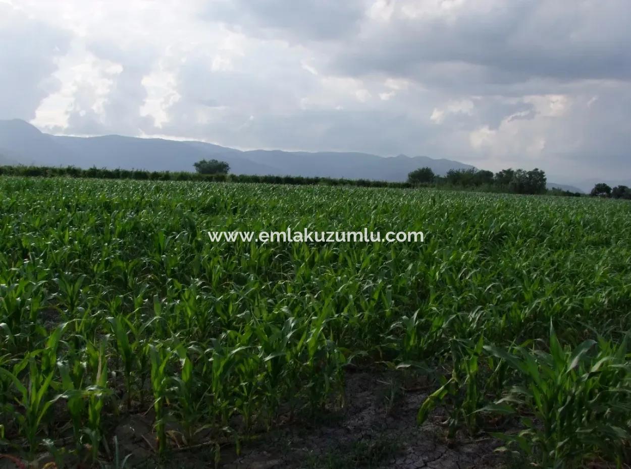 Farm For Sale Near The Centre Of Dalyan,14, 612M2 Farm For Sale