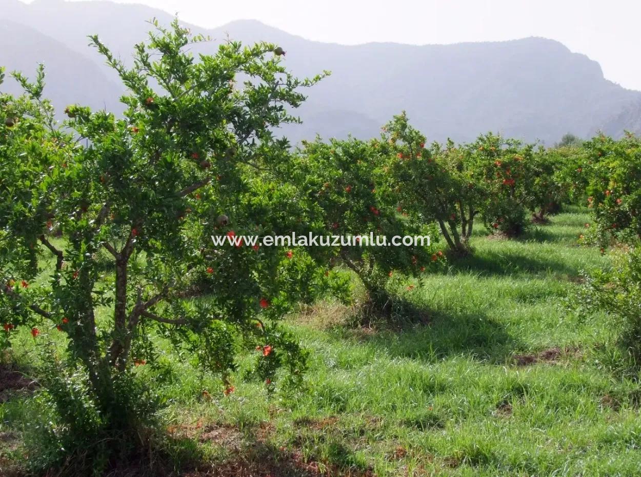 Merkez Dalyan Iztuzu Lake Garden Villa For Sale