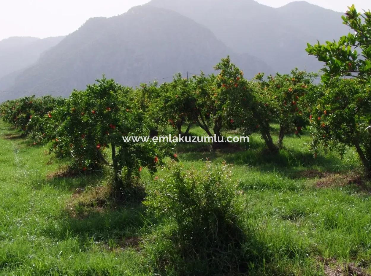 Merkez Dalyan Iztuzu Lake Garden Villa For Sale