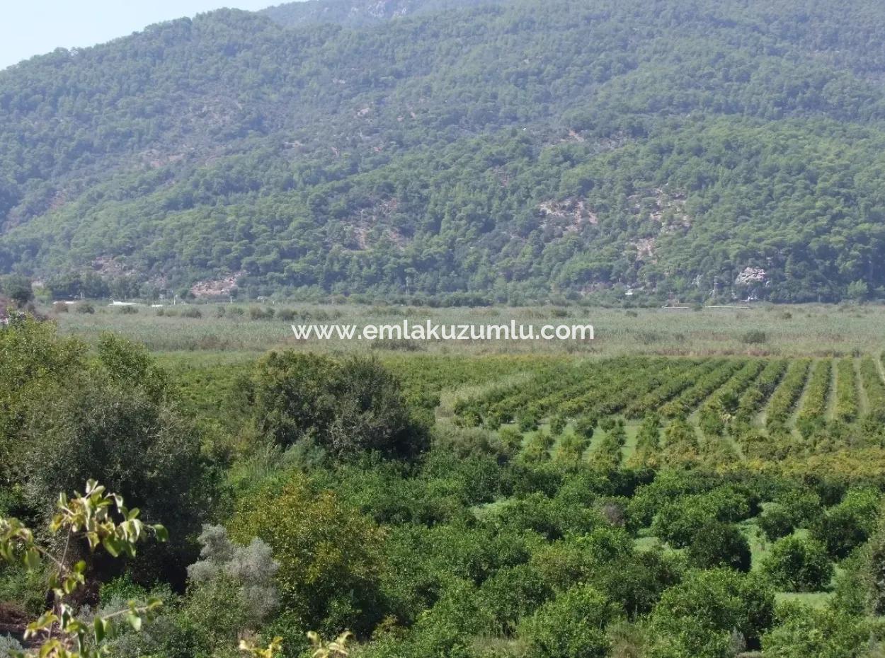 For Sale Farm For Sale In Dalyan 73410M2