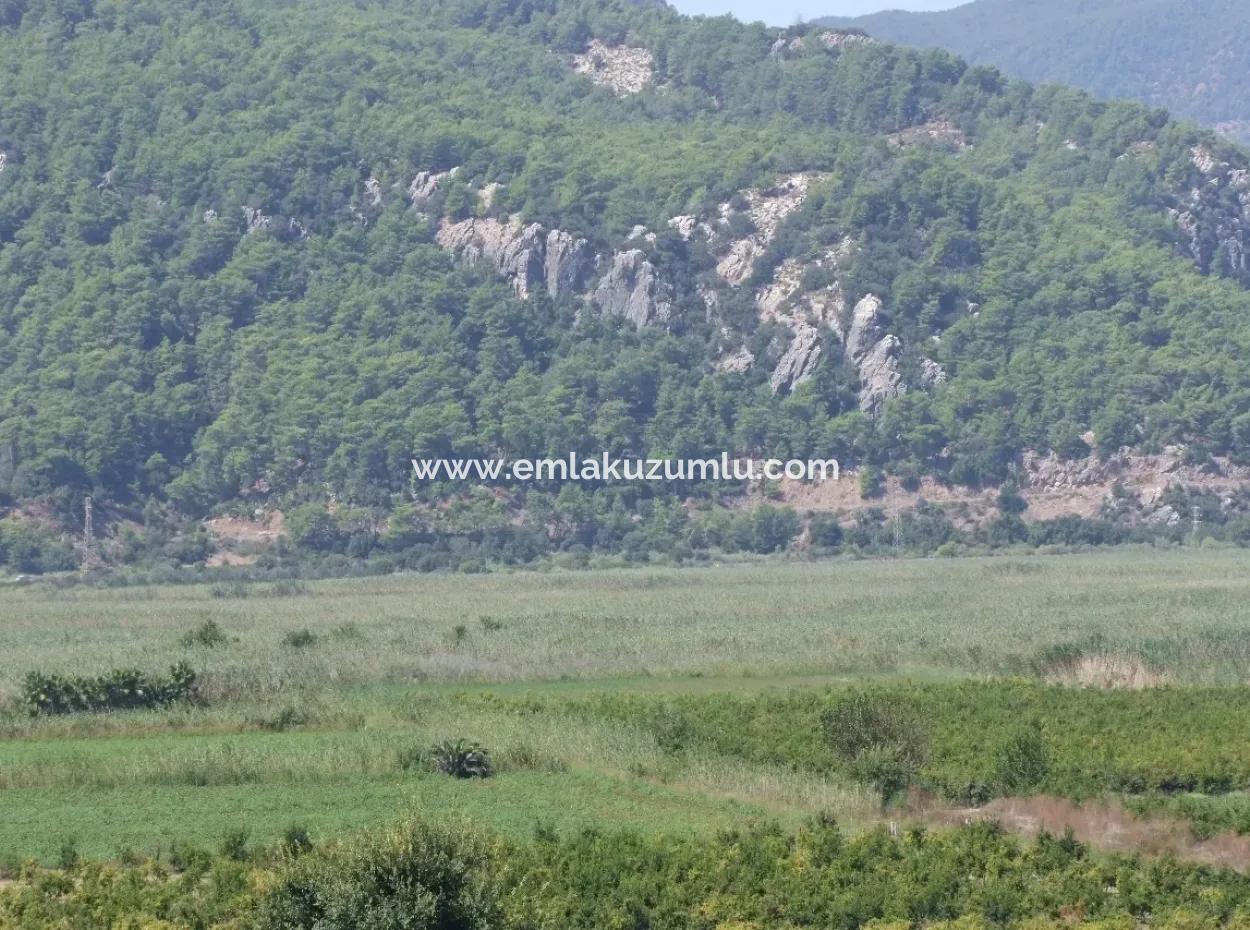 For Sale Farm For Sale In Dalyan 73410M2