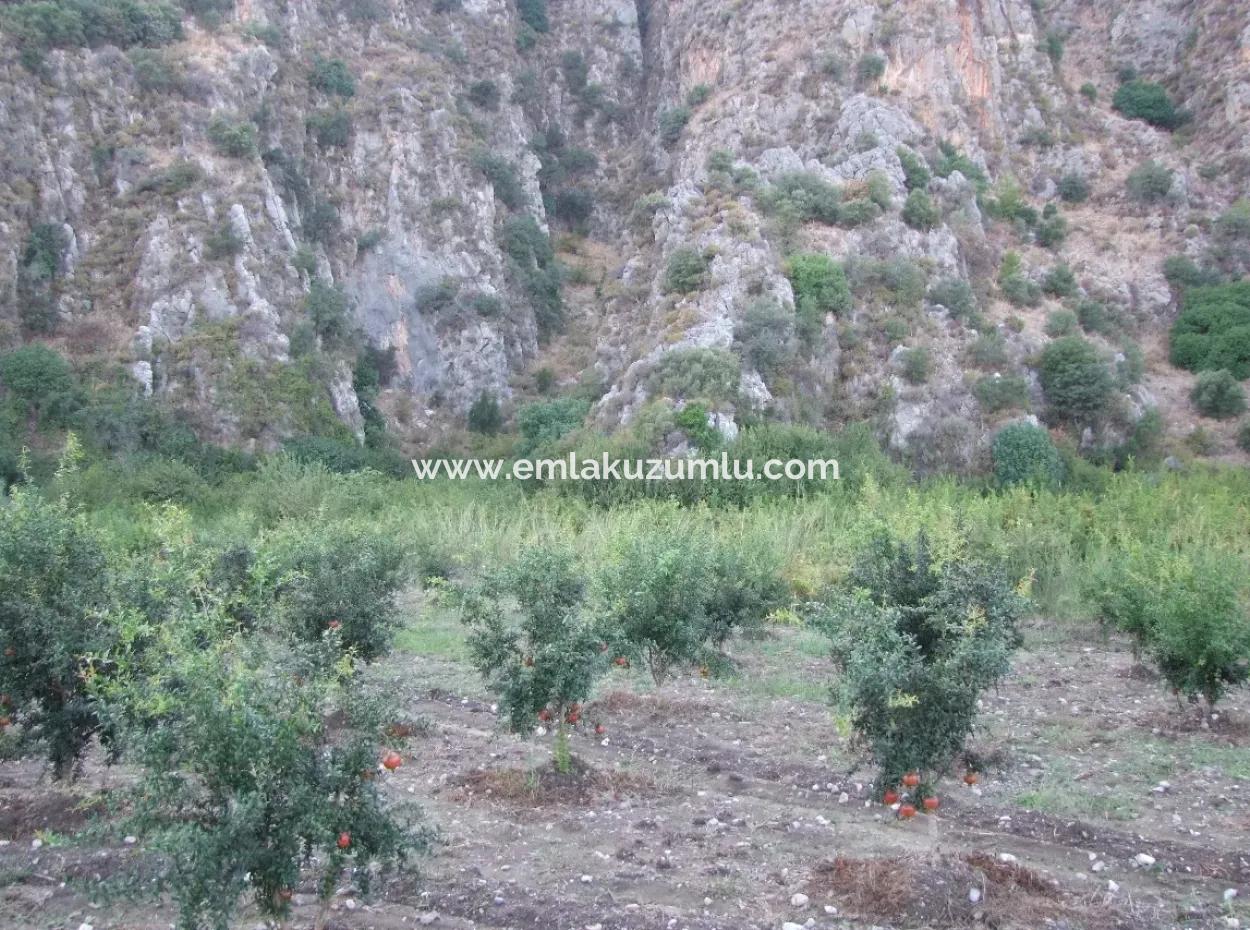 Plot For Sale In Pomegranate Garden For Sale In Oriya Mergenli Mergenli