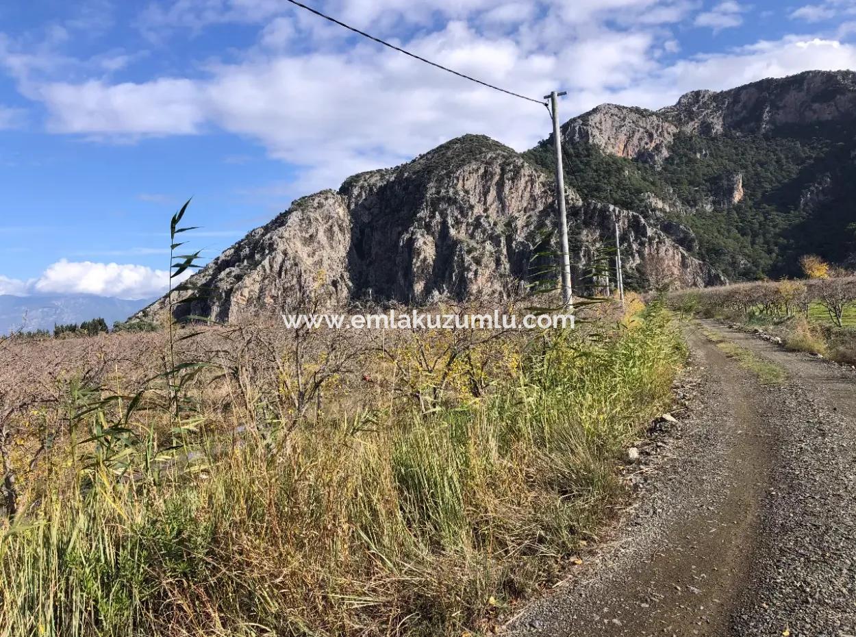 Land For Sale In Dalyan Istuzu Yollu On 24,000M2 Pomegranate Garden For Sale