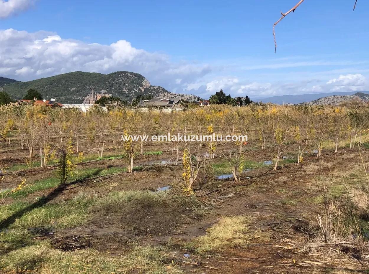 Land For Sale In Dalyan Istuzu Yollu On 24,000M2 Pomegranate Garden For Sale