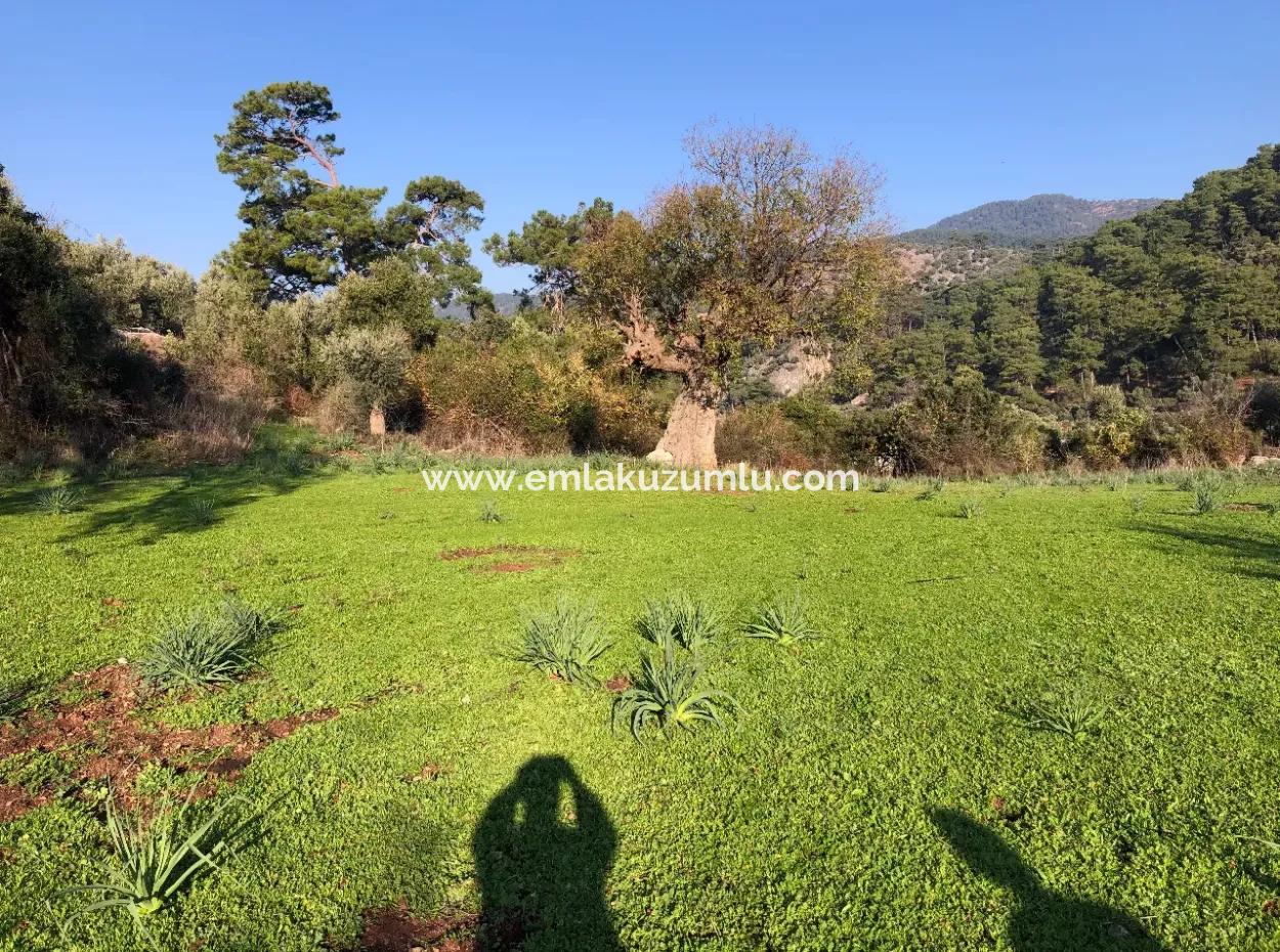 Ekincik Land For Sale 10,038M2 Land For Sale Field