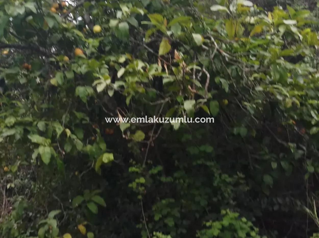 Land For Sale In Çamlida