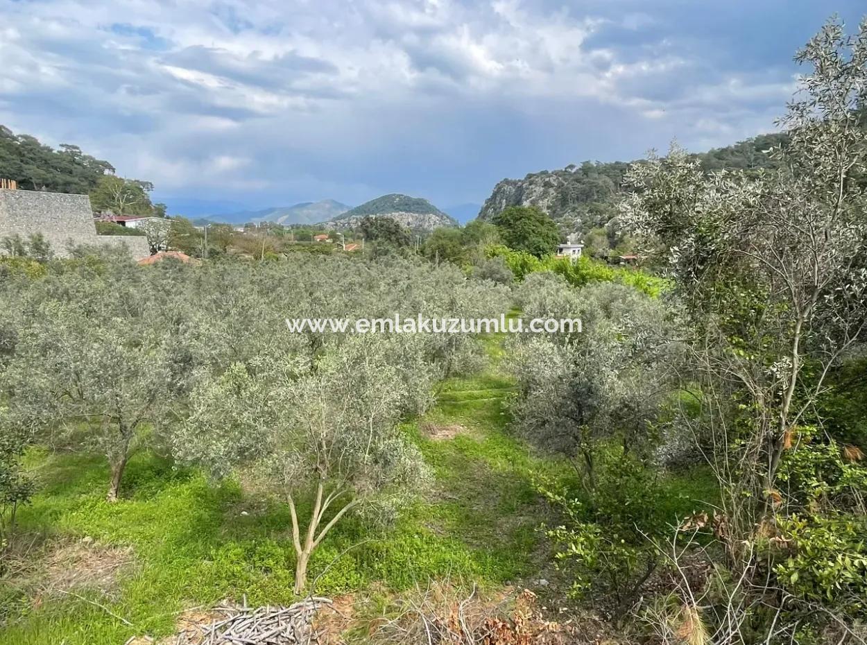 5000M2 Field For Sale At The Beginning Of The Road In Çandır