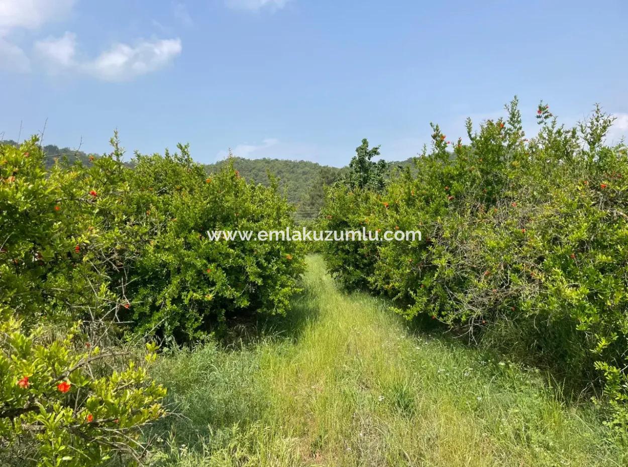 7800M2 Land For Sale At The Beginning Of Iztuzu Beach Road In Gökbel