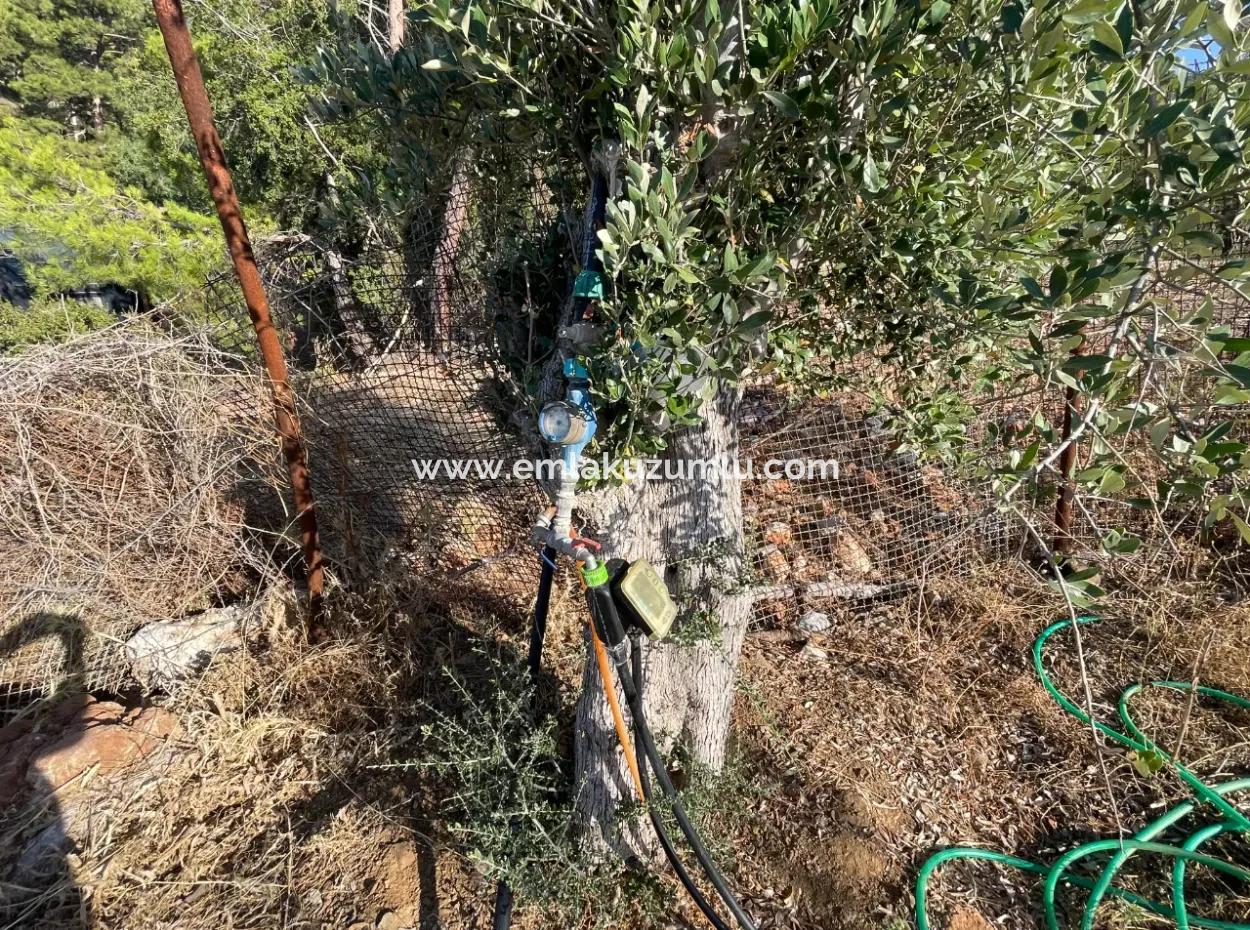 Çandır Full Sea And Lake View 500M2 2B Field For Sale