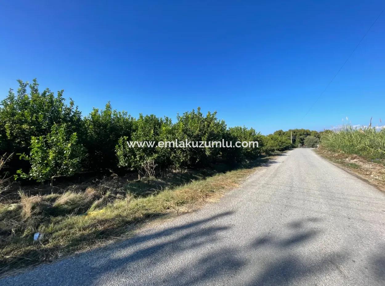 2D Lemon Orchard For Sale In Marmarli, Dalyan
