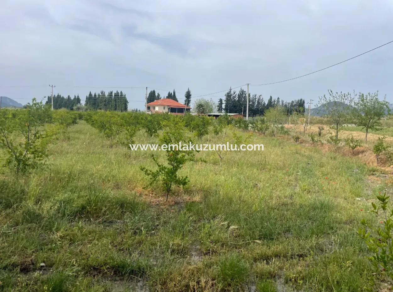 Field For Sale 6500M2 In Dalyan
