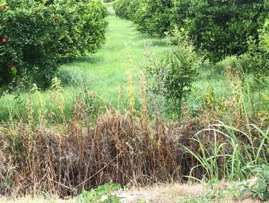 722M2 Plot For Sale In Dalyan Gülpınar For Sale