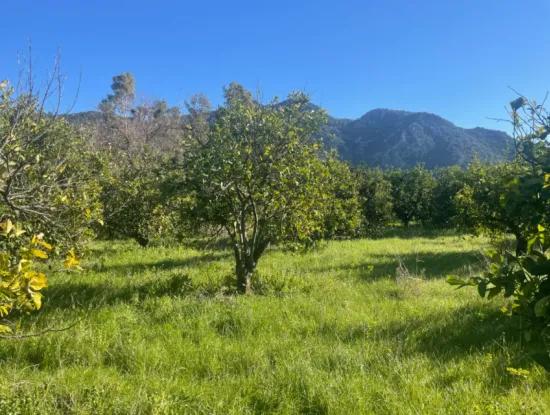 Dalyan Land For Sale 5227M2 Land For Sale