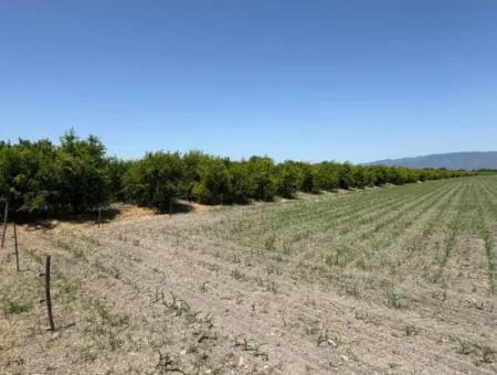 46,550M2 Land For Sale In Tepearası