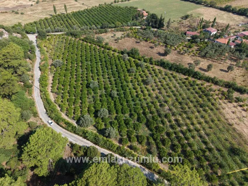 Для продажи Поле в Çandır Köyceğiz - Под Поле застройку - 20.000 m²