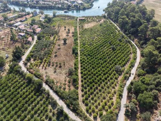 Село Köyceğiz в районе Çandır, у канала, 20.000м2 продажа поля