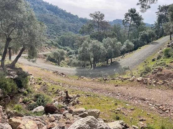 Köyceğiz Ekincik масличный сад с видом на море 7.000m2 2b на продажу