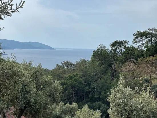 Köyceğiz Ekincik масличный сад с видом на море 7.000m2 2b на продажу