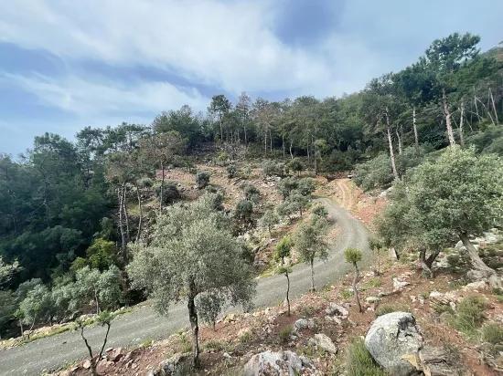 Köyceğiz Ekincik масличный сад с видом на море 7.000m2 2b на продажу