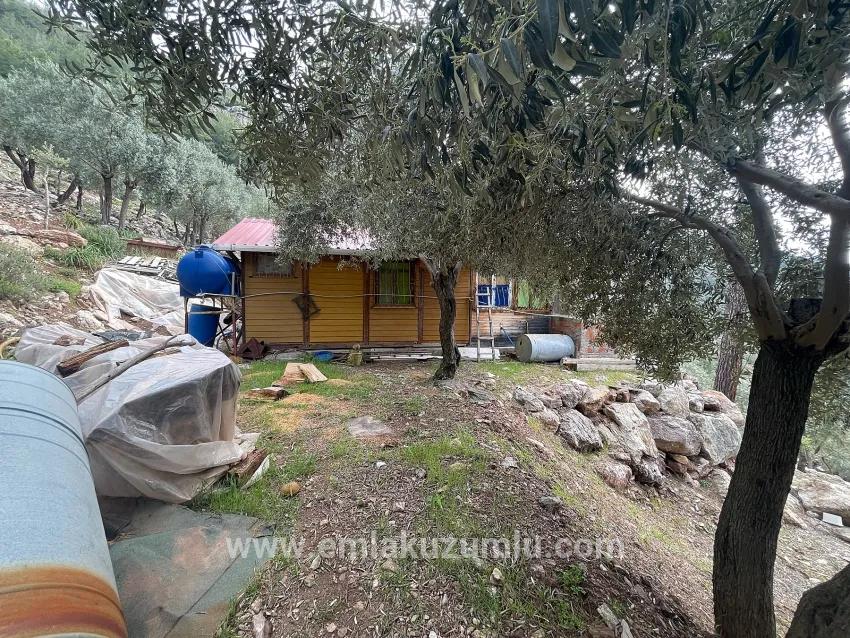 Köyceğiz Ekincik Mah. Satılık Tarla - Zeytinlik İmar Durumlu - 7.000 m²