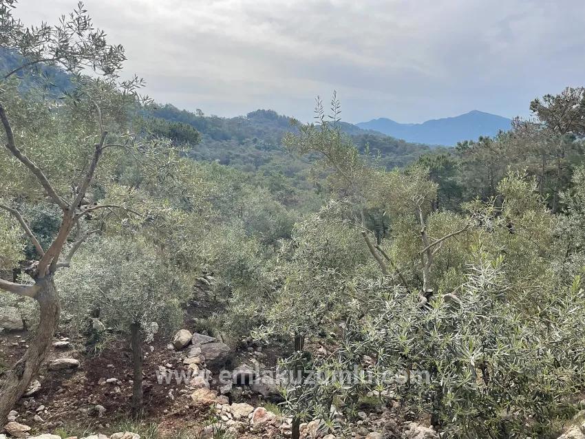 Köyceğiz Ekincik Mah. Satılık Tarla - Zeytinlik İmar Durumlu - 7.000 m²