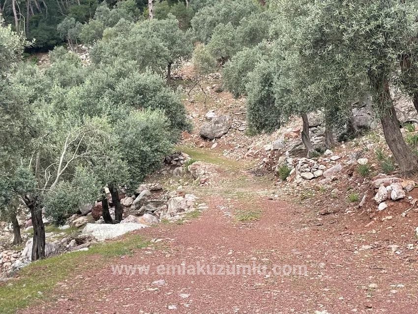 Köyceğiz Ekincik Mah. Satılık Tarla - Zeytinlik İmar Durumlu - 7.000 m²