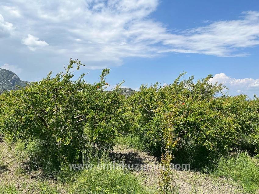 Dalyan Maraş Mevkiinden 5,100m2 %5 Konut İmarlı Satılık Arsa
