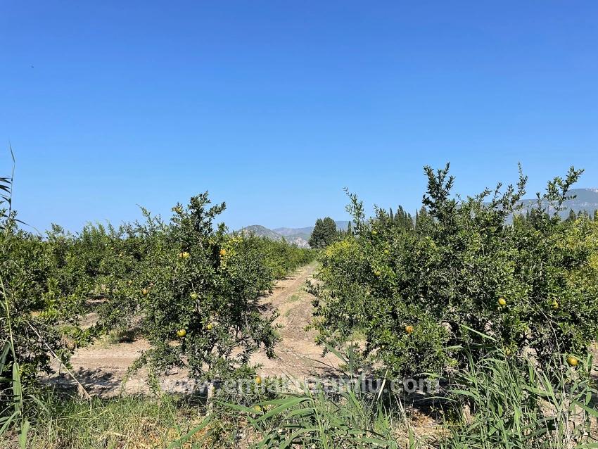 Ortaca Dalyan Mah. Satılık Tarla - Konut İmar Durumlu - 10.000 m²