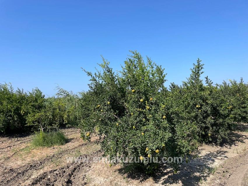 Ortaca Dalyan Mah. Satılık Tarla - Konut İmar Durumlu - 10.000 m²