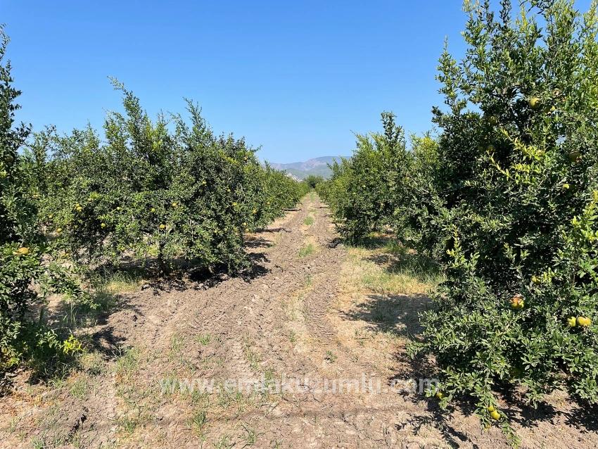 Ortaca Dalyan Mah. Satılık Tarla - Konut İmar Durumlu - 10.000 m²