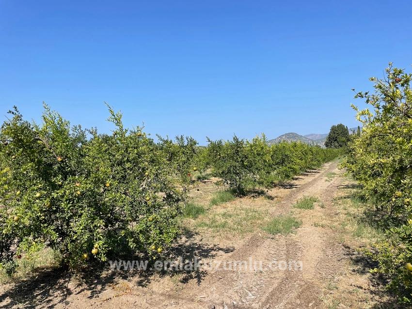 Ortaca Dalyan Mah. Satılık Tarla - Konut İmar Durumlu - 10.000 m²