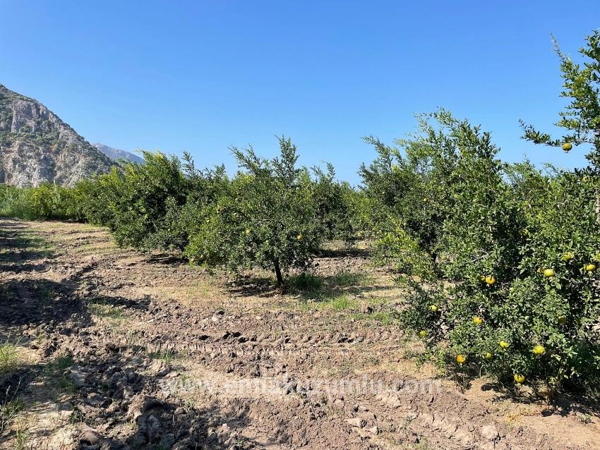 Ortaca Dalyan Mah. Satılık Tarla - Konut İmar Durumlu - 10.000 m²