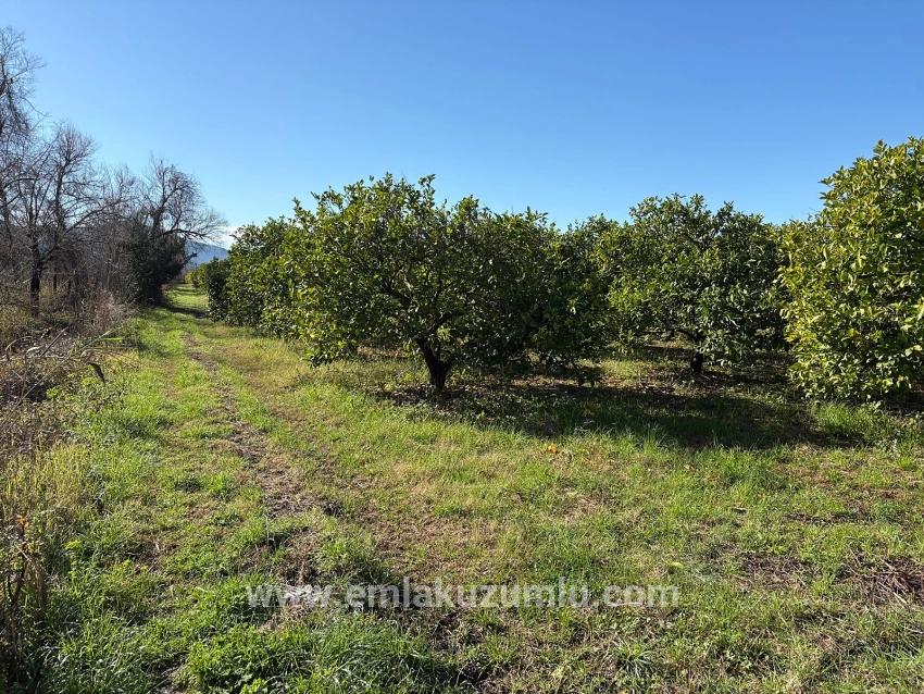 Dalyan'da 16.500m2 Satılık Limon Bahçesi