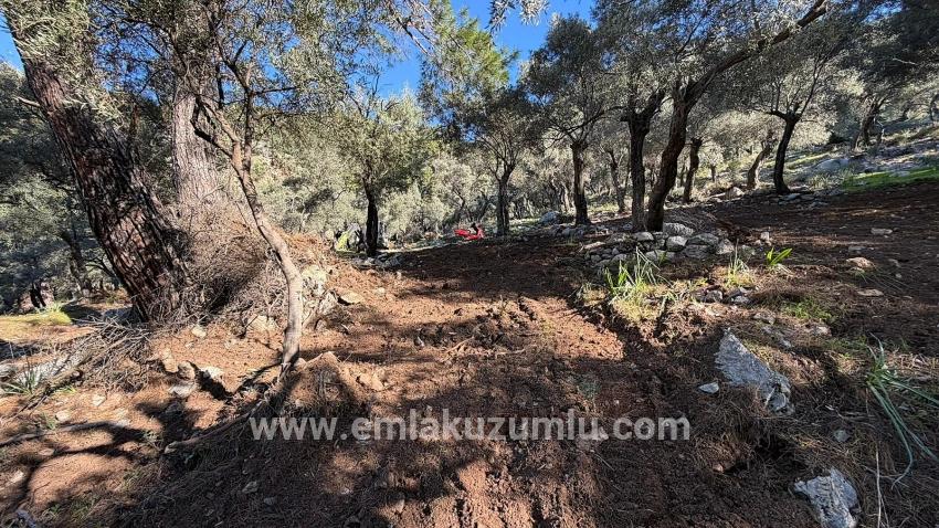 Köyceğiz Çandır Mah. Satılık Tarla - Konut İmar Durumlu - 5.715 m²