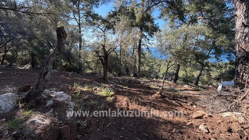 Köyceğiz Çandır Mah. Satılık Tarla - Konut İmar Durumlu - 5.715 m²