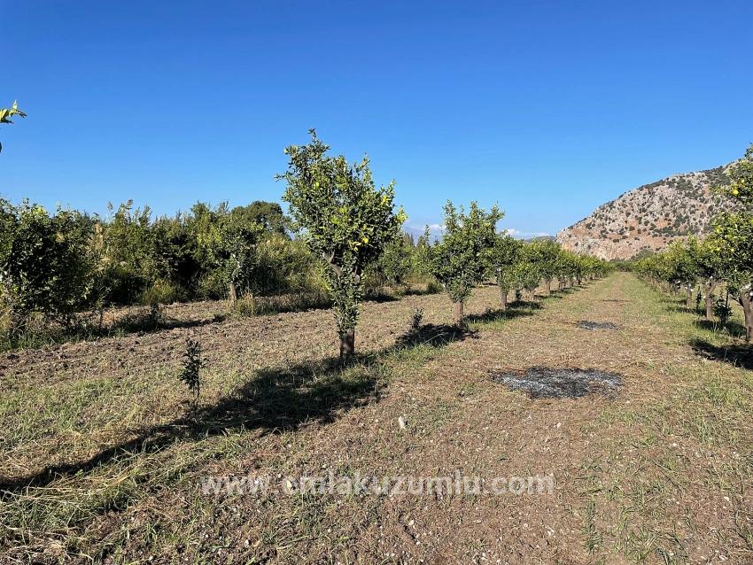 Dalyan'da Merkeze Yakın 6600m2 Satılık Tarla